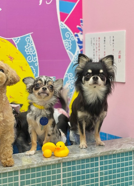 犬の暇つぶしおもちゃ＆遊びアイデア15選｜室内・知育・手作りも紹介