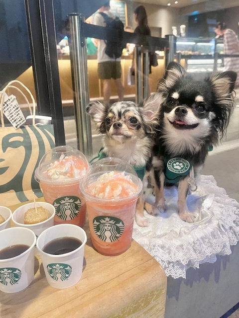 犬と写真を撮るコツ｜スマホで可愛く撮影する方法と映えるアイデア