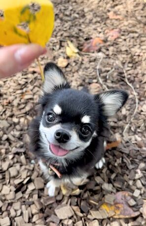 秋のお出かけに注意したいポイント｜紅葉・公園・ドッグラン