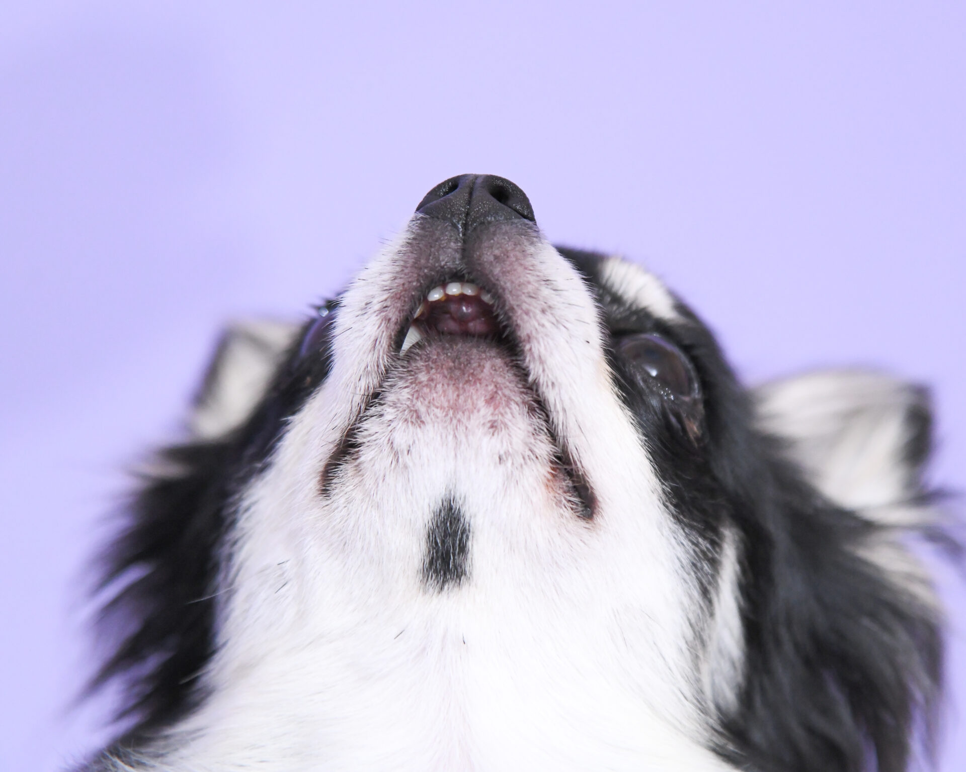 犬の健康診断ガイド｜項目・頻度・費用・事前準備まで徹底解説