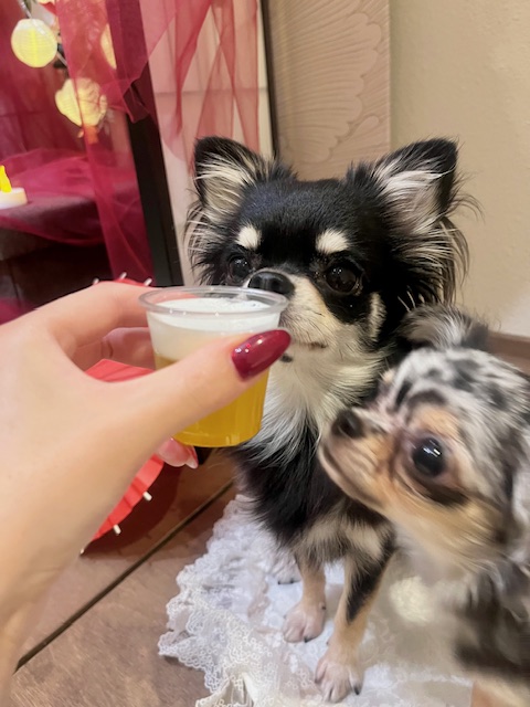 犬の体重管理完全マニュアル｜理想体重・食事・運動・チェック法