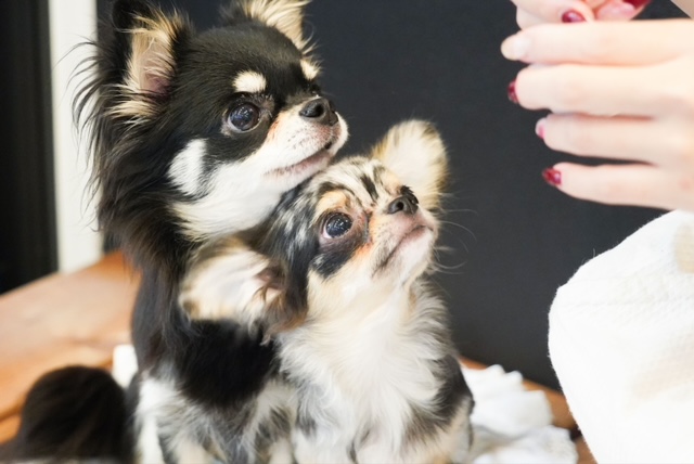 犬の水分補給完全マニュアル｜飲まない時の対策＆おすすめ給水方法