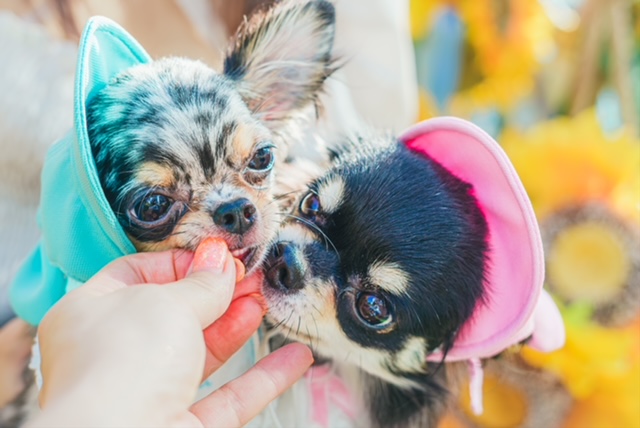 犬連れ旅行の予算・費用感まとめ｜宿泊・交通・食事・犬用費用まで解説