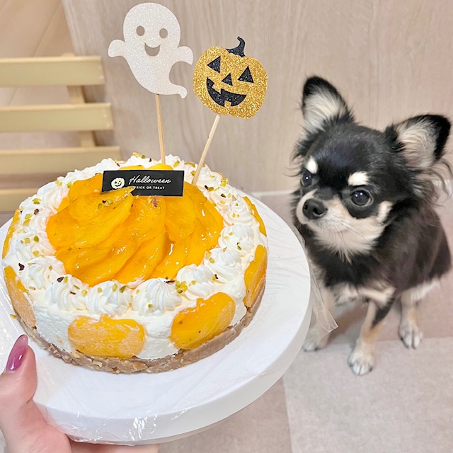 秋に多い犬の皮膚トラブルと乾燥対策