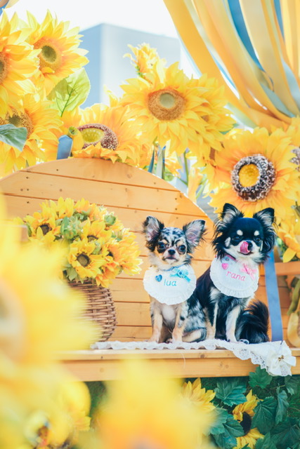 犬連れ旅行でよくあるトラブル＆対処法