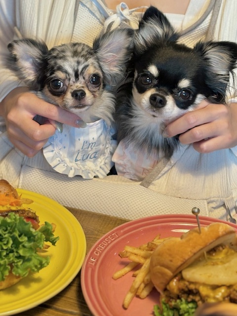 秋の朝晩冷え込みで注意したい犬の関節ケア