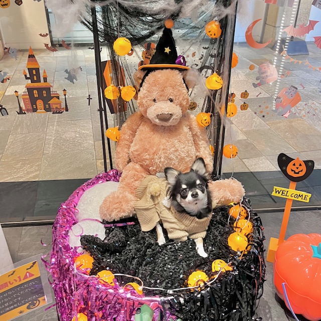 ハロウィンを犬と楽しむ！衣装・写真・おやつのアイデア