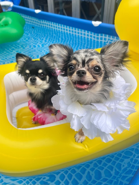 連休は日帰り派におすすめ！犬と行ける近場ドライブスポット