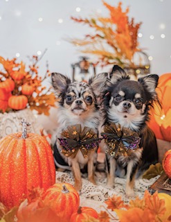 秋・冬の寒さ対策|犬の体を冷やさない食事と暮らしの工夫