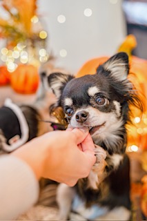 秋・冬こそ気をつけたい!犬の脱水と水分補給のコツ